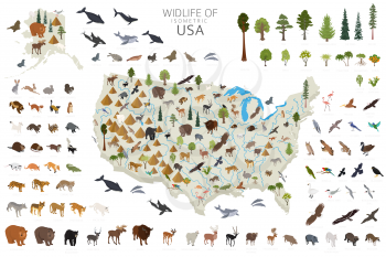 Isometric 3d of USA wildlife. Animals, birds and plants constructor elements isolated on white set. Build your own geography infographics collection. Vector illustration