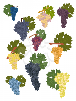 Grapes varieties for wine. Winemaking infographic. Vector illustration