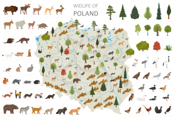 Flat design of Poland wildlife. Animals, birds and plants constructor elements isolated on white set. Build your own geography infographics collection. Vector illustration