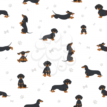 Dachshund short haired seamless. Different poses, coat colors set.  Vector illustration