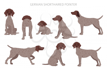 German shorthaired pointer clipart. Different poses, coat colors set.  Vector illustration