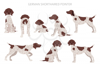 German shorthaired pointer clipart. Different poses, coat colors set.  Vector illustration