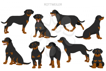Rottweiler clipart. Different poses, coat colors set.  Vector illustration