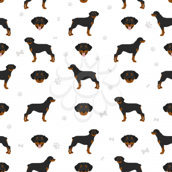 Rottweiler seamless pattern. Different poses, coat colors set.  Vector illustration