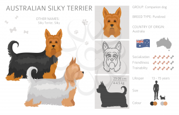Australian silky terrier all colours clipart. Different coat colors and poses set.  Vector illustration