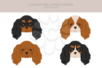 Cavalier King Charles spaniel clipart. Different poses, coat colors set.  Vector illustration