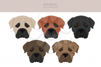 Boerboel clipart. Different coat colors and poses set.  Vector illustration