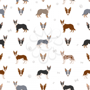 Smooth border collie seamless pattern. Different poses, coat colors set.  Vector illustration