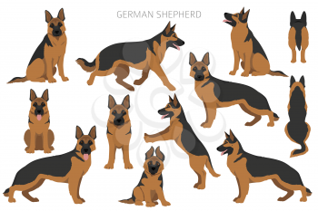 German shepherd dog  in different poses and coat colors clipart. Vector illustration