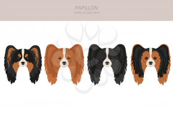 Papillon clipart. Different poses, coat colors set.  Vector illustration
