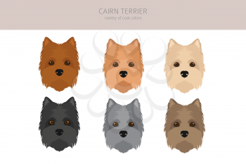 Cairn terrier clipart. Different poses, coat colors set.  Vector illustration