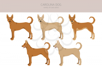 Carolina dog clipart. Different poses, coat colors set.  Vector illustration