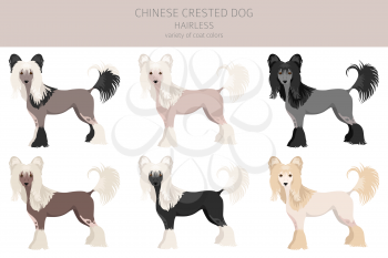 Chinese crested dog hairless variety clipart. Different poses, coat colors set.  Vector illustration