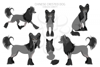 Chinese crested dog hairless variety clipart. Different poses, coat colors set.  Vector illustration