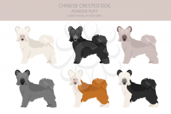 Chinese crested dog coated variety clipart. Different poses, coat colors set.  Vector illustration