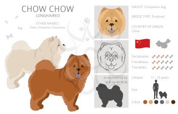 Chow chow longhaired variety clipart. Different poses, coat colors set.  Vector illustration