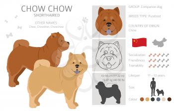 Chow chow shorthaired variety clipart. Different poses, coat colors set.  Vector illustration