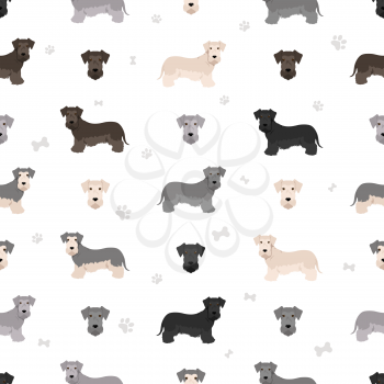 Czech terrier seamless pattern. Different poses, coat colors set.  Vector illustration