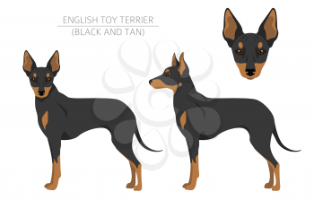 English toy terrier clipart. Different poses, coat colors set.  Vector illustration