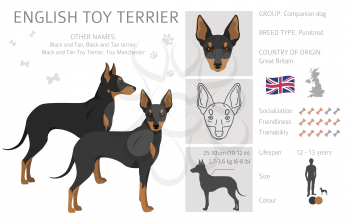 English toy terrier clipart. Different poses, coat colors set.  Vector illustration