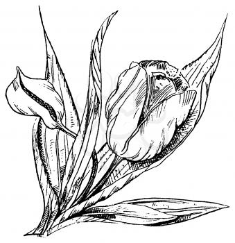 Royalty Free Clipart Image of a Tulip