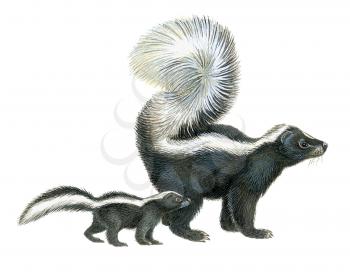 Royalty Free Clipart Image of Skunks
