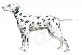 Royalty Free Clipart Image of a Dalmatian Dog 