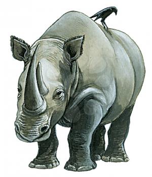 Royalty Free Clipart Image of a Rhino 