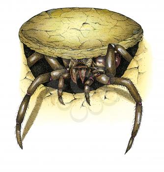 Royalty Free Clipart Image of a Desert Spider 