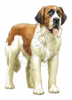 Royalty Free Clipart Image of a St. Bernard 