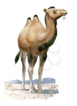 Royalty Free Clipart Image of a camel 