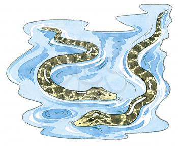Royalty Free Clipart Image of Water Snakes 
