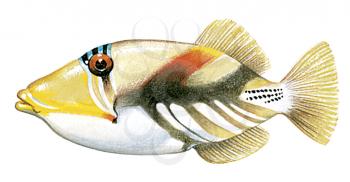 Royalty Free Clipart Image of a Picasso Fish