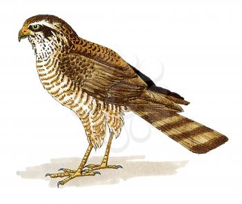 Royalty Free Clipart Image of a Brown Falcon