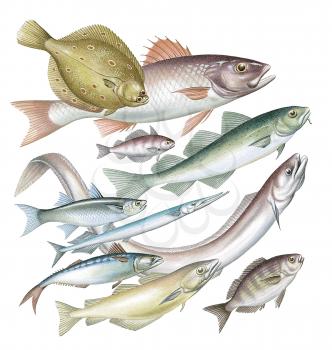 Royalty Free Clipart Image of a Group of Different Fish 