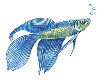 Royalty Free Clipart Image of a Blue Beta Fish 