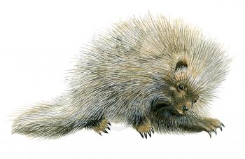 Royalty Free Clipart Image of a Porcupine 