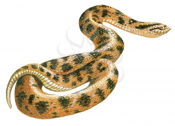 Royalty Free Clipart Image of a snake