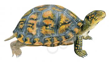 Royalty Free Clipart Image of a Painted Turtle 