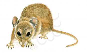 Royalty Free Clipart Image of a Mouse 