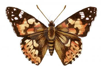 Royalty Free Clipart Image of a Butterfly 