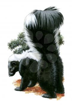 Royalty Free Clipart Image of a Skunk 