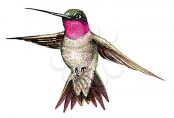 Royalty Free Clipart Image of a Humming Bird 