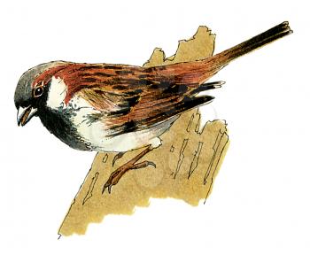 Royalty Free Clipart Image of a Sparrow Bird 