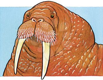 Royalty Free Clipart Image of a Walrus 