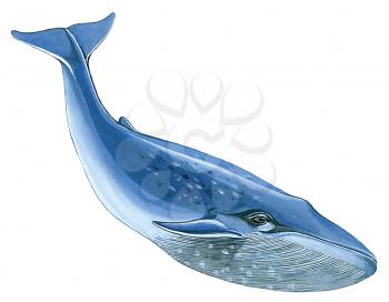 Royalty Free Clipart Image of a Blue Whale 