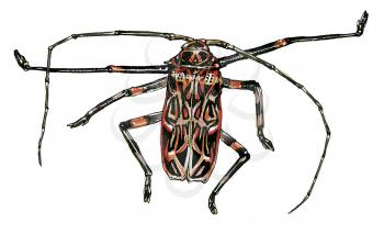 Royalty Free Clipart Image of a Beetle 