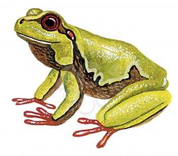 Royalty Free Clipart Image of a Tree Frog 