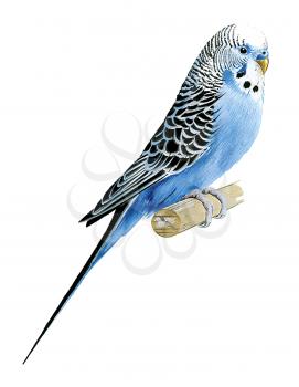 Royalty Free Clipart Image of a Budgie Bird