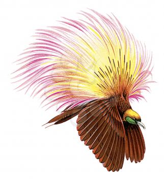 Royalty Free Clipart Image of a Raggiana Bird